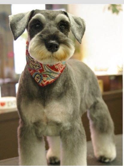 28 Of The Cutest Schnauzer Dog Haircuts We Love Hairstylecamp