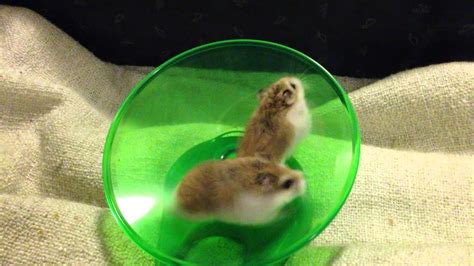 Hamsters Running And Spinning On Wheel Very Funny Youtube