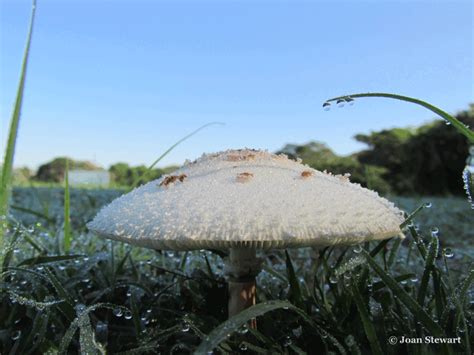 Morning Dew Mushroom Delight — Steemit
