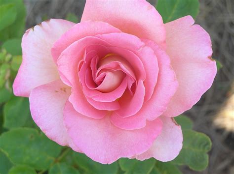 Rose is the best staffing agency i've ever worked for…. Images from our Life: Rose Garden, Summer 2012