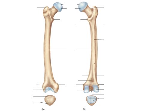 There are five types of human bones: Appendicular Skeleton: Femur