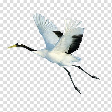 White And Blue Bird Cane Red Crowned Crane Bird Flight Flying White