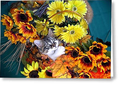 Sweet Kitten In A Fall Flower Basket With Large Eyes Looking Up Kitty