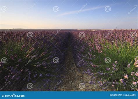 Sunrise Over A Lavender Field Valensole Provence France Stock