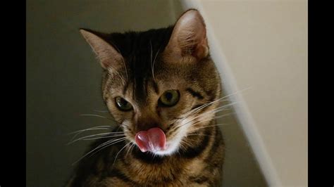 猫動画 ベンガル猫 からしちゃんの鳴き声3連発 1時間耐久 Youtube