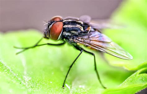 Why Do Flies Rub Their Legs Together Jakes Nature Blog