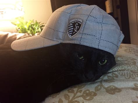 Psbattle A Cat In A Hat Rphotoshopbattles