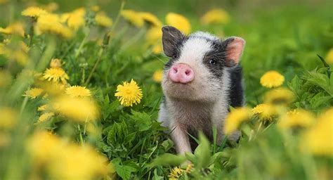 Top 999 Cute Pig Wallpaper Full Hd 4k Free To Use