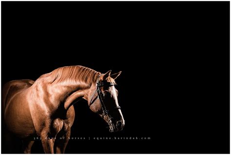 365 Days Of Horses Elwood Fine Art Equine Photography Kentucky