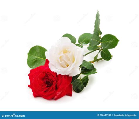 Red And White Rose Stock Image Image Of Petals Spring 276643939