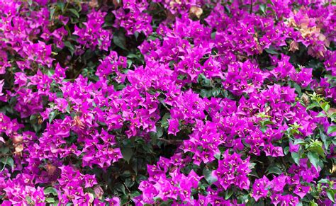 Vine with purple flowers arizona. Vines for Sale in the Phoenix Area | Desert Horizon Nursery
