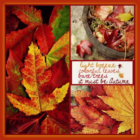Collage By Becky J Beauty 16 Colorful Leaves Seasons Of The Year