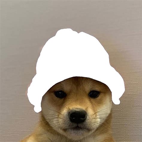 Dogwifhat Template Transparent Png Dogwifhat Dog Images Funny