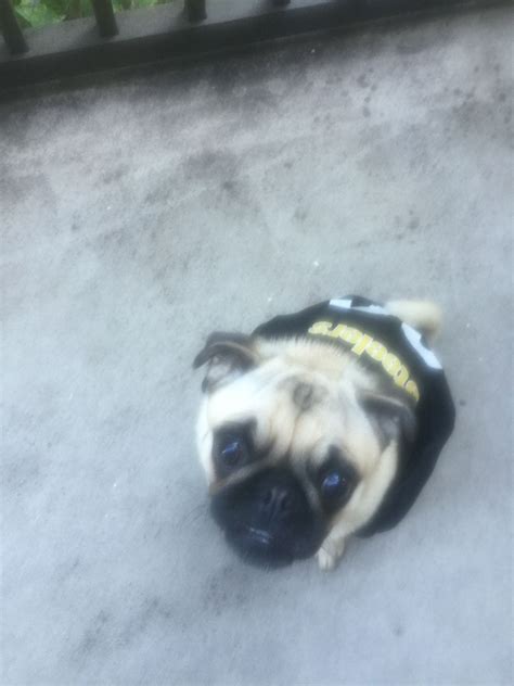 Silver nickel puppies works with trusted breeders to provide beautiful healthy puppies. Hannah wearing Biskit's Steelers jersey | Pugs, Animals, Dogs
