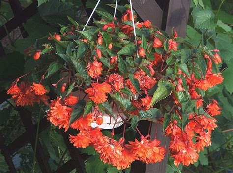How To Grow Shade Loving Tuberous Begonias Dengarden