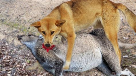 Kangaroo Use Its Punch To Beat Dingo Youtube