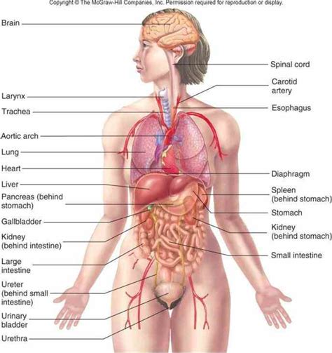 It is certainly the most widely studied structure the world finally, comes the third part of the torso, the pelvic region. Female Body Organs Diagram Anatomy | MedicineBTG.com
