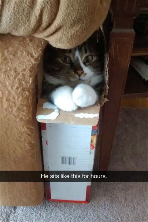 Cat In The Box Cute Cats Funny Cats Cute Animals