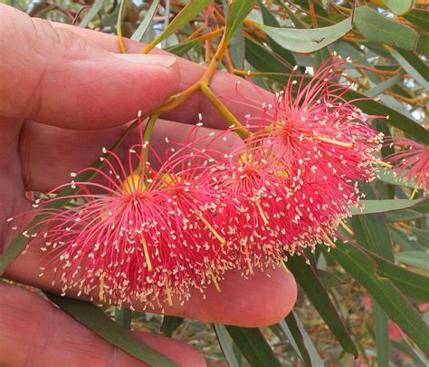 Esperance Wildflowers Eucalyptus Depauperata A Red Flowering Species