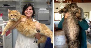 Maine coons are often called soft and tender giants for their flexible and kind nature. How Big Do Maine Coons Get? - Maine Coon Expert