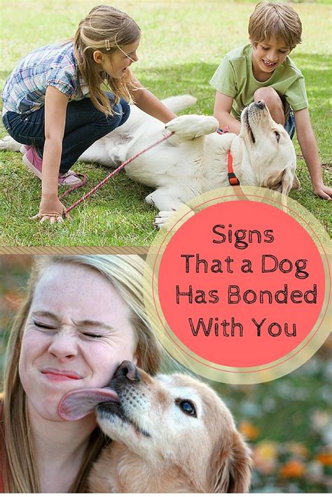 Has Your Dog Bonded With You Or Are You Just Buddies Puppy Care Pet