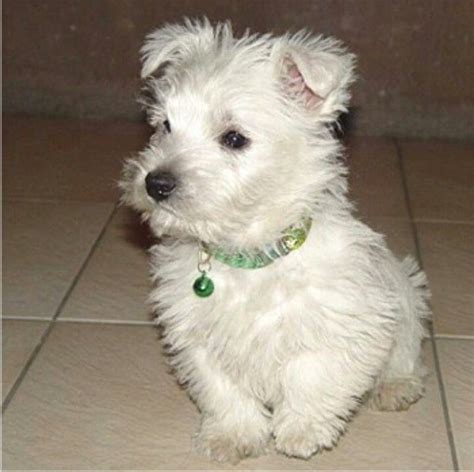 Westie Want One So Bad Westie Puppies Terrier Mix Breeds