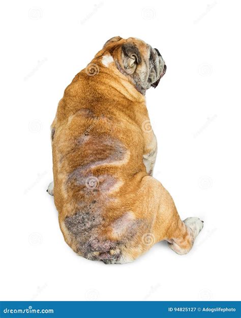 Great Bulldog Skin Allergies Don T Miss Out Bulldogs