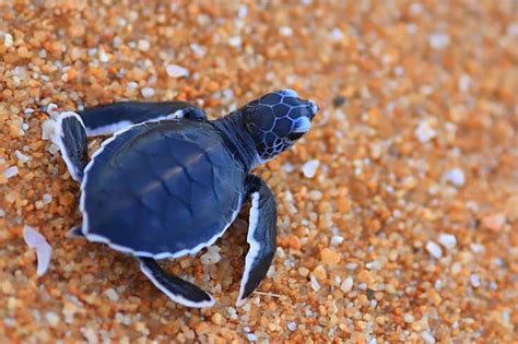 22 Most Unique And Colorful Turtles Which Are Really Exist In The World