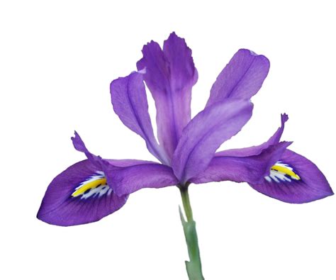 Download Png Scentsational2 Iris Versicolor Transparent Hd