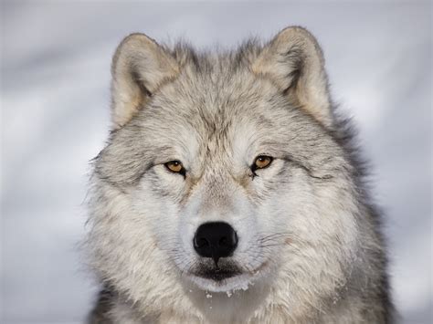 Arctic Wolf Facts And Beyond Biology Dictionary