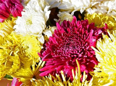 8 Natural Insect Repellents Chrysanthemum Growing Types Of Flowers