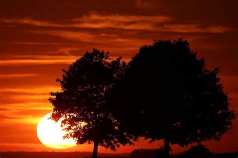 The Sun Is Setting Behind Two Trees