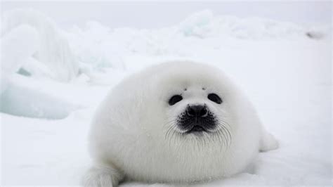 Cute Fat Seal Laying Down Raww