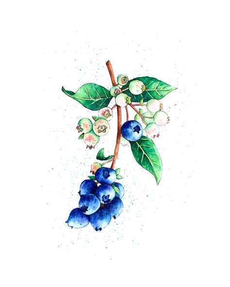 Cute Kitchen Decor Blueberries Art Print Of An Original Watercolor