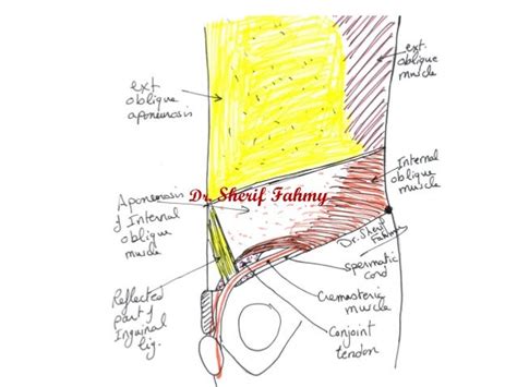 Nerves Of Anterior Abdominal Wall Anatomy Of The Abdomen