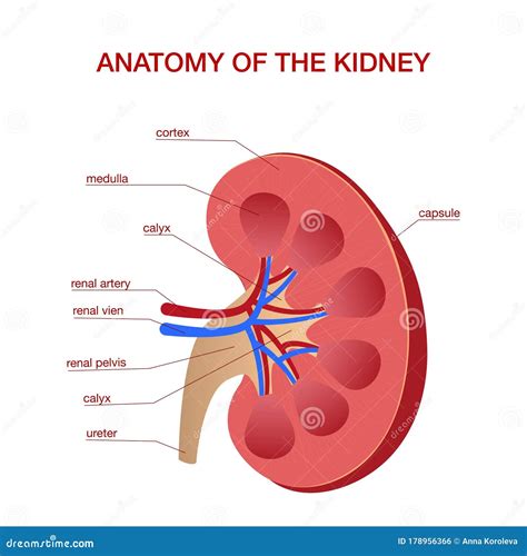 Kidney Anatomy Cross Section Infographic Diagram Stock Illustration