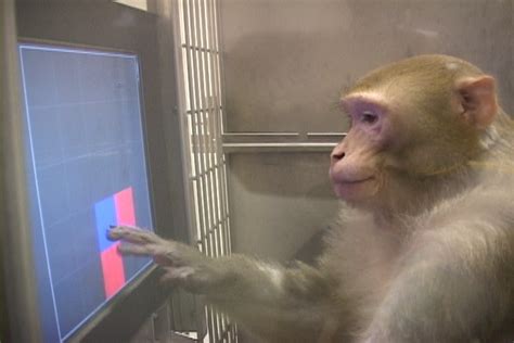 Esciencecommons Monkey Memory Mirrors That Of Humans