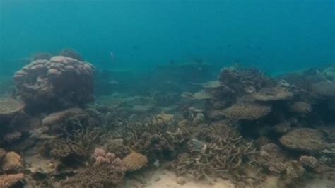 great barrier reef suffers worst coral die off ever recorded metro news