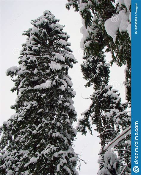 Forest Pine And Fir Trees After The Heavy Snowfall Stock Image Image