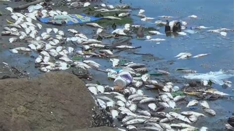Thousands Of Dead Fish Wash Up On Rios Olympic Shore