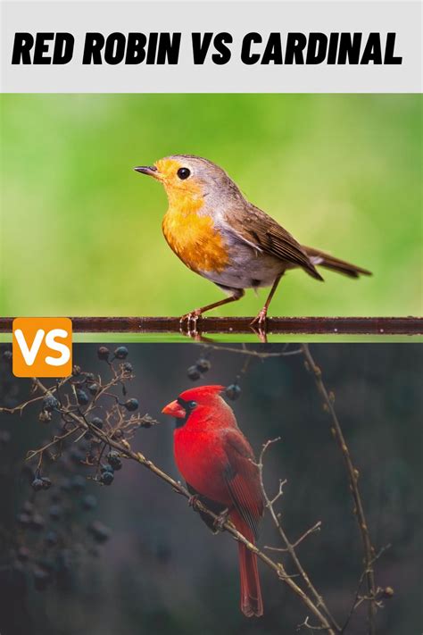 Red Robin Vs Cardinal Compared Whats The Difference