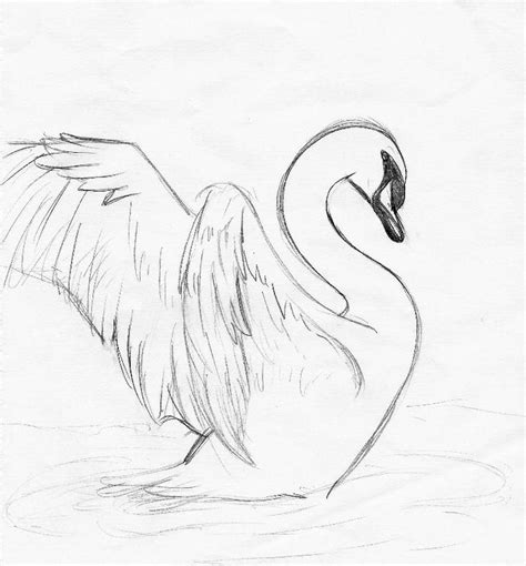 Thats Only A Sketch I Want To Draw 2 Swan In A Lake And Color It With