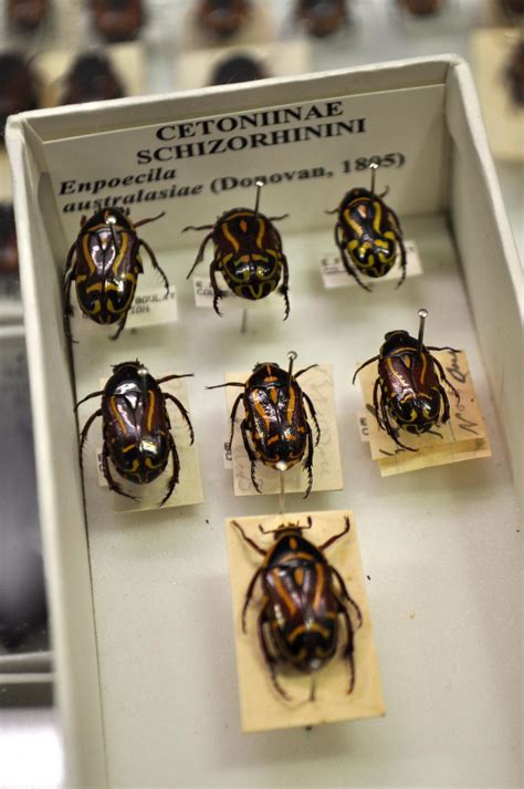 A Behind The Scenes Look At Our Beetle Collection Western Australian