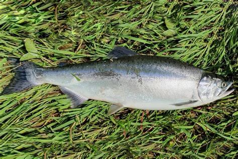 Irelands First Pink Salmon Of 2019 Off The Scale Magazine