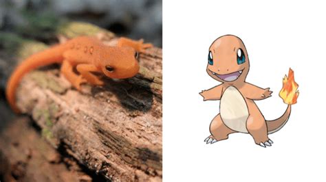 20 Real Pokémon You Can Own As Pets Pethelpful