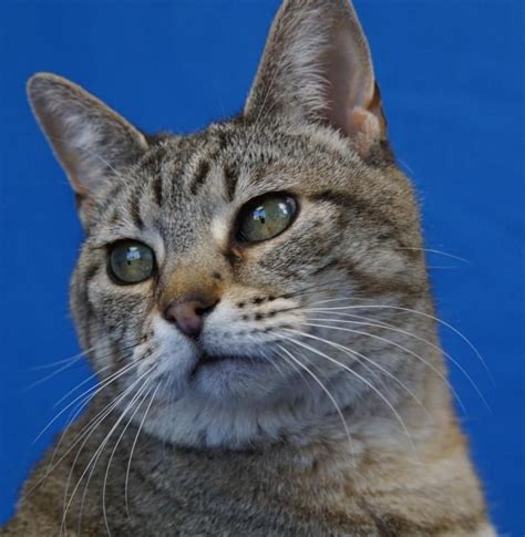 Mimzy Is An Adoptable Domestic Short Hair Searching For A Forever