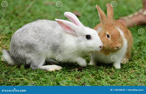 Little Rabbit To Walk In The Lawn Stock Photo Image Of Depression