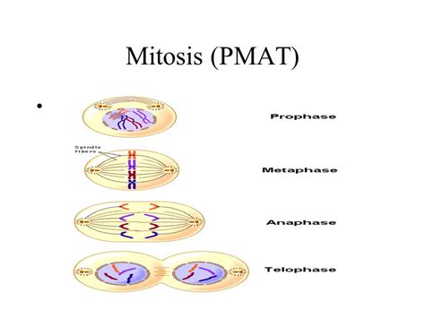 Simple Pmat Mitosis