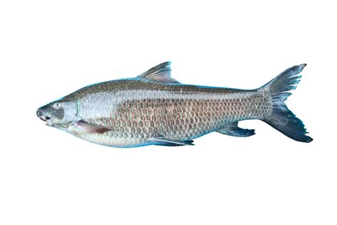 Freshwater Fish Isolated On White Background Uncooked Ingredient Fin