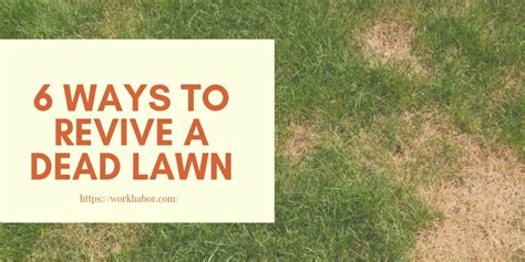 6 Ways To Revive A Dead Lawn Workhabor Workhabor